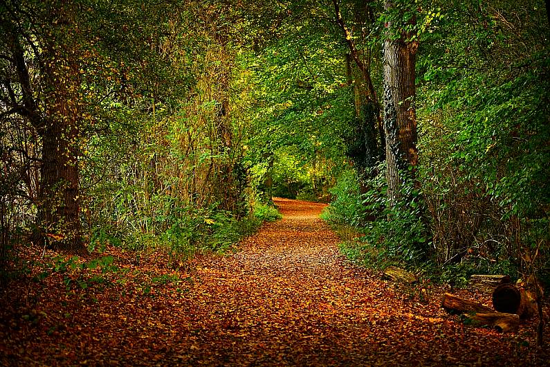 Kerry's first ever forest leader training course takes place