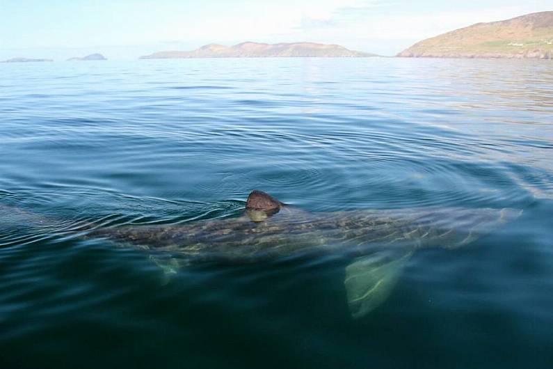 Marine biologist calls for protected waters in Tralee Bay to shield pregnant sharks and stingrays