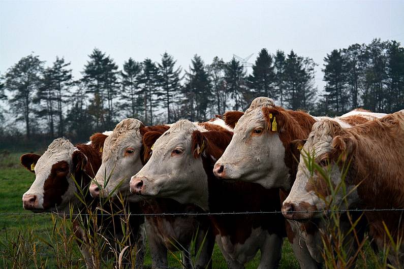 Kerry farmers to get Beef Finisher payments