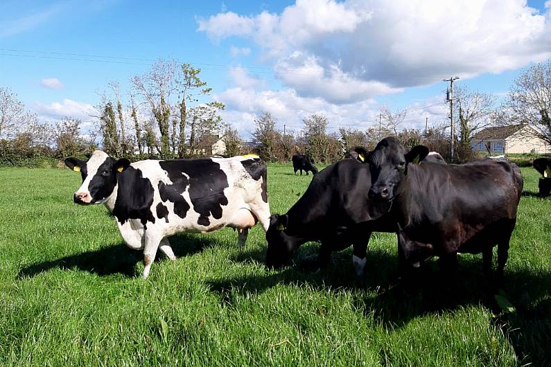 Plans to expand social farming in Kerry to include elderly and those with dementia