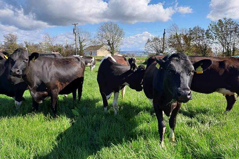 Bovine TB outbreaks causing sleepless nights for Kerry farmers