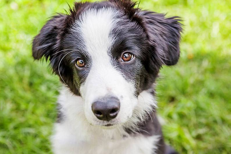 Majority of Kerry dog owners did not surrender lockdown pets