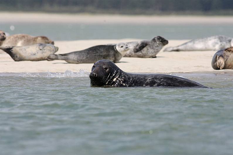 Kerry TD says any seal cull should be humane and sensible