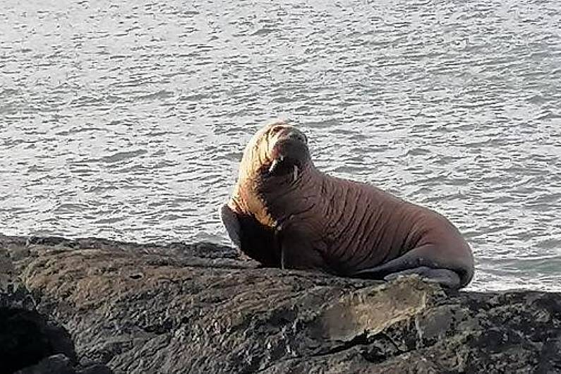 Walrus which washed up on Valentia Island now in precarious area in Wales