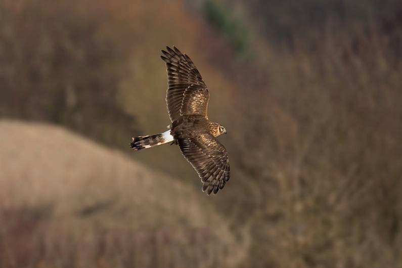 Farmers get Hen Harrier scheme bonus