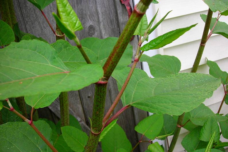 Hedge cutters warned to be vigilant of Japanese Knotweed