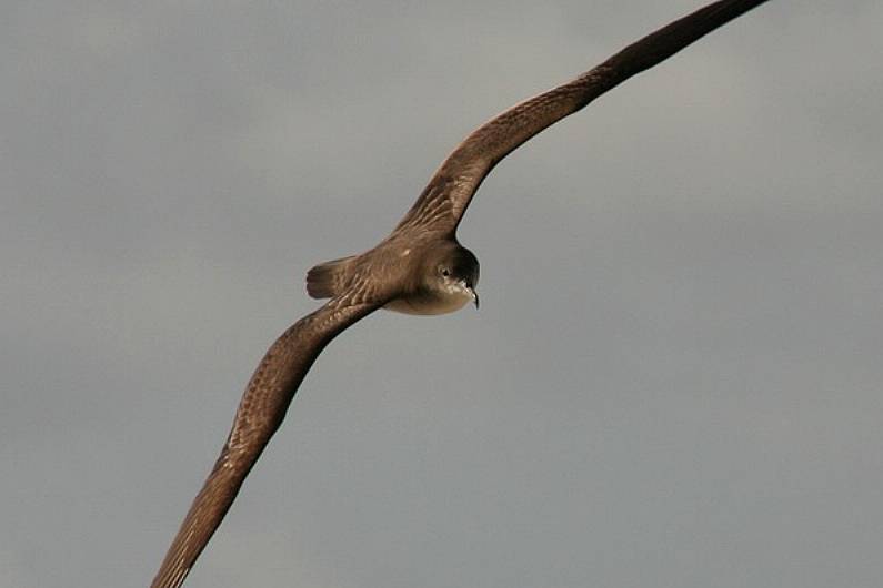 Public being urged to help stranded seabirds