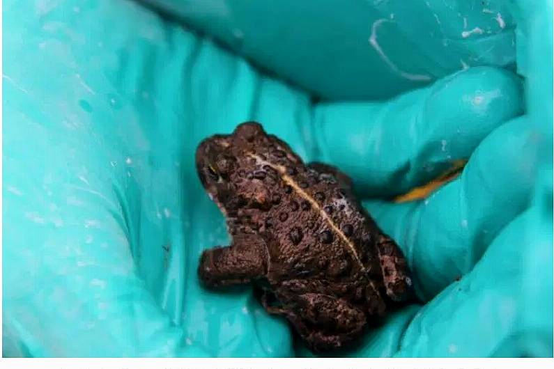 Over 1,000 of Ireland&rsquo;s only native toad have been released into ponds in West Kerry