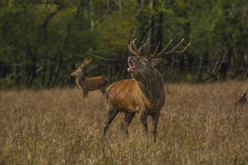 Woman airlifted to hospital after stag attack in Glencar area