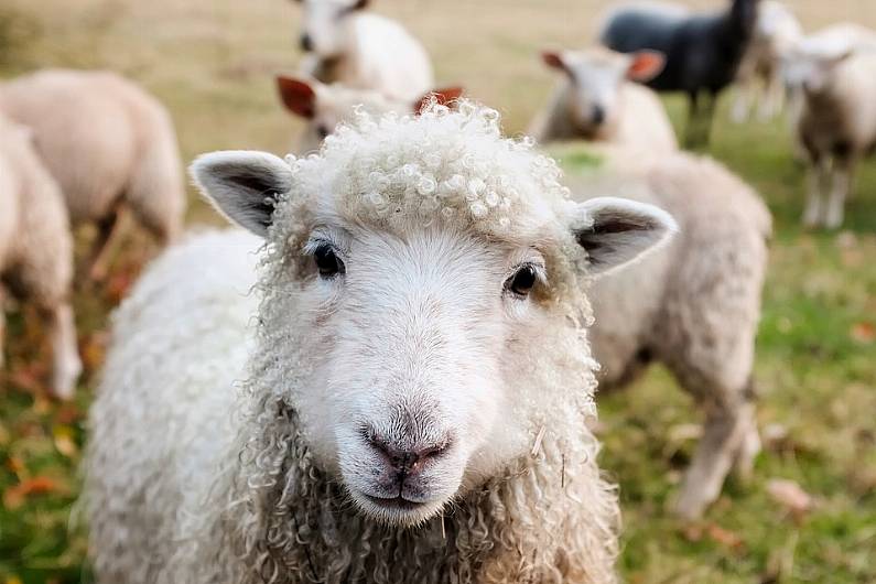 1,580 Kerry farmers receive additional funding under Sheep Welfare Scheme