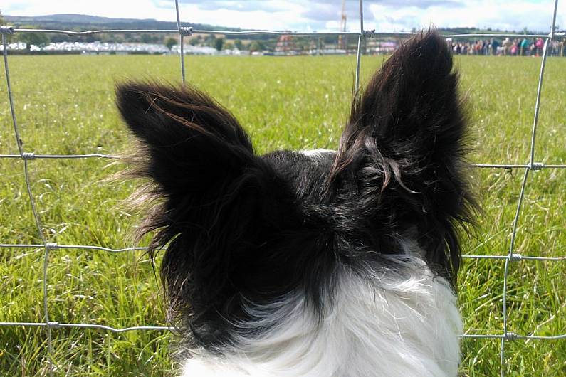 Killorglin Garda&iacute; urging vigilance following attempted theft of dogs