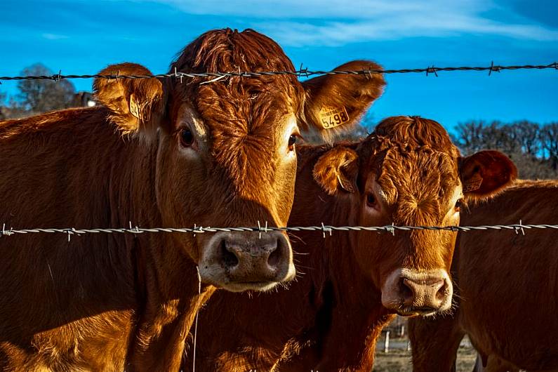 Call for department to stop sending forms to Kerry farmers regarding their TB status