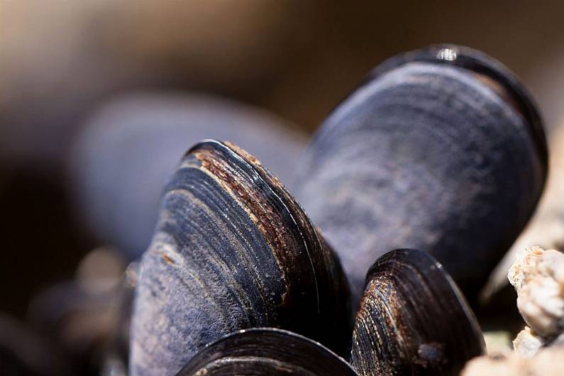 Shellfish warning for Castlemaine Harbour