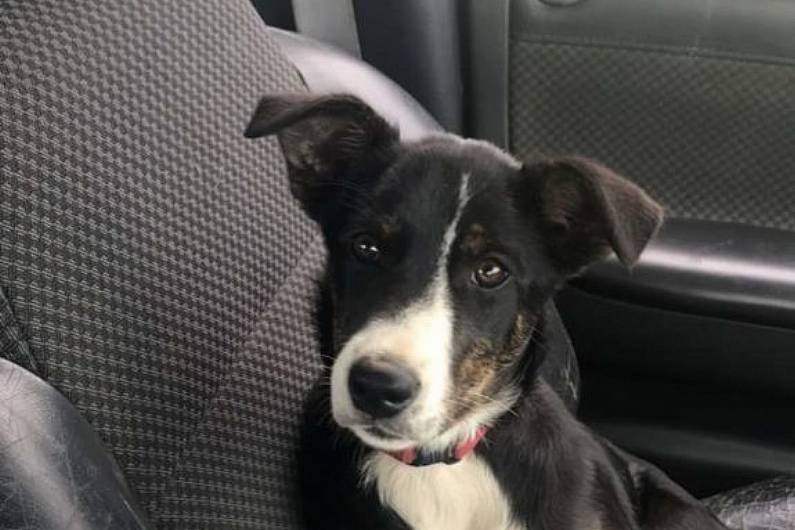 Video of young Kerry pup herding cows goes viral