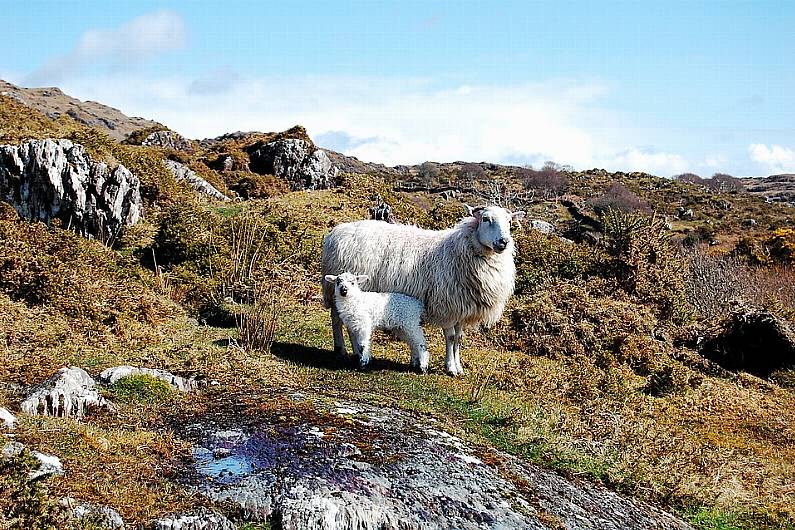 16 incidents of dogs worrying livestock in Kerry