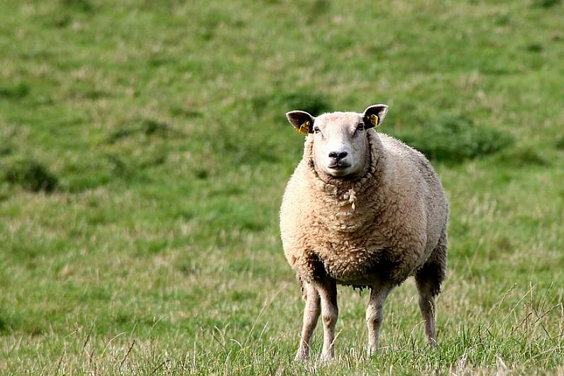 Sheep killed in dog attack in Castlegregory