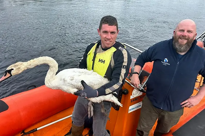 Swan trapped in fishing line rescued by local sub-aqua club