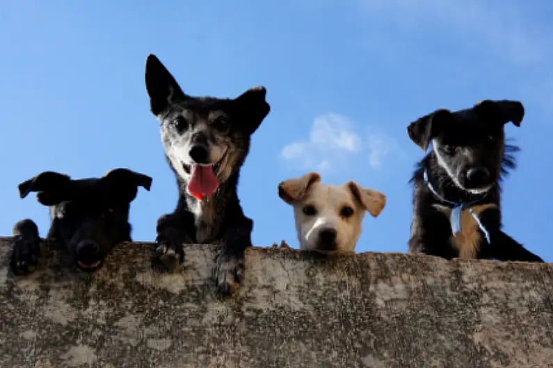 Increased numbers at Leitrim Animal Welfare Centre following easing of restrictions