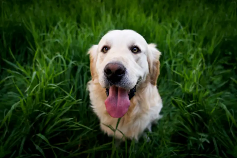 Therapy dogs nationwide recognised with special Christmas blessing