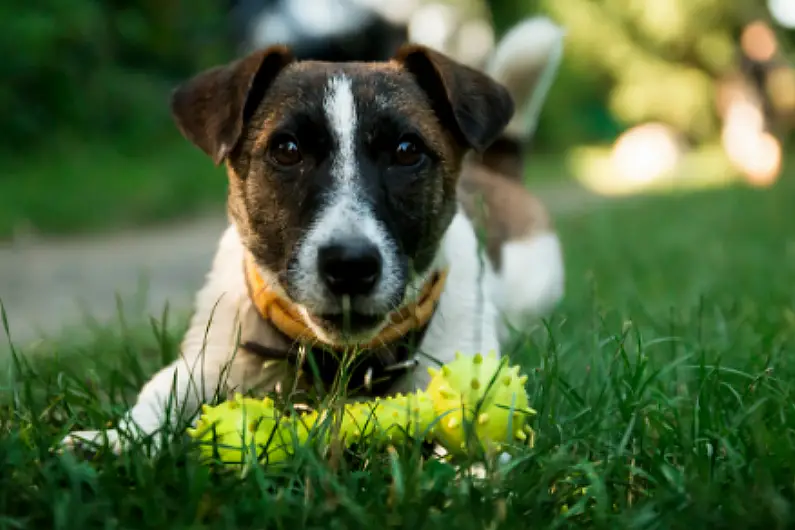 'Peer pressure' believed best deterrent for responsibilities of dog owners says Longford council official