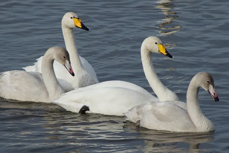 Case of bird flu reported in Roscommon