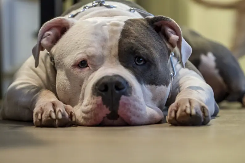 Ireland to ban XL Bully dog breed in October