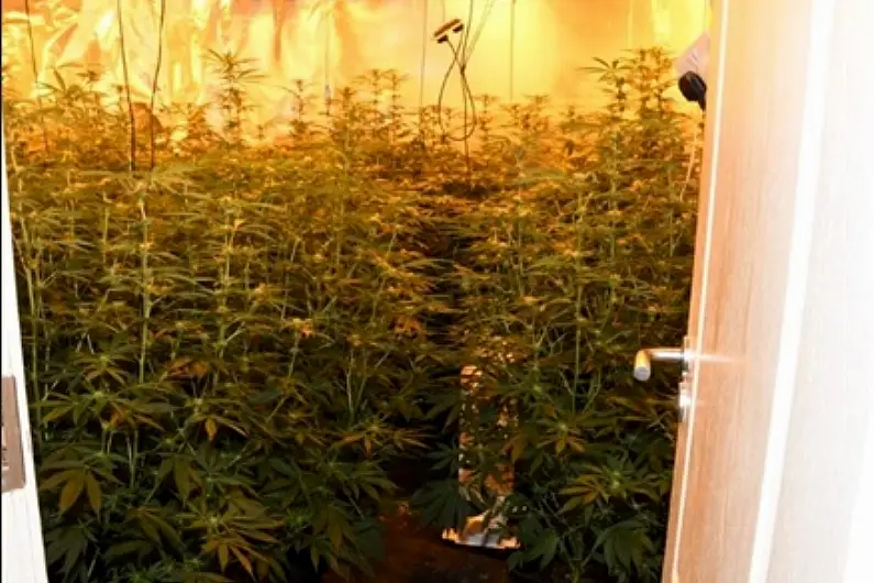 Man arrested after major seizure of cannabis plants in Moate