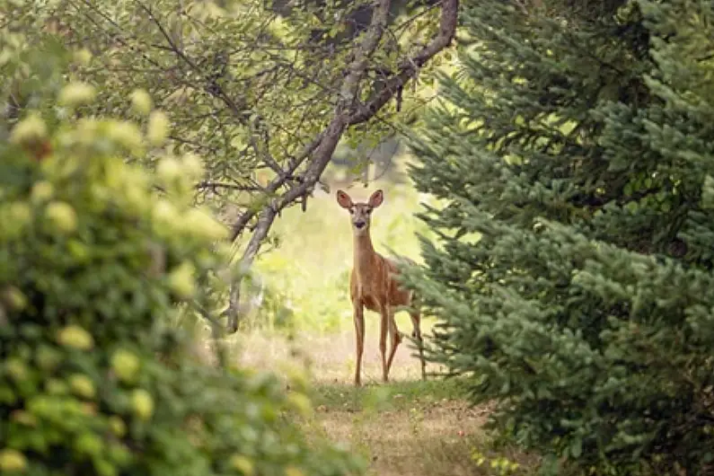 Majority of people want bigger deer culls carried out