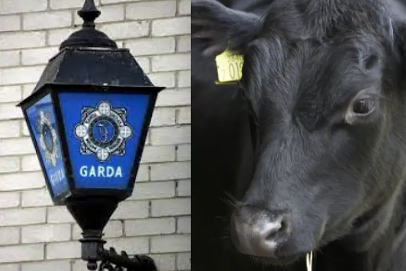 Calves stolen from Roscommon farm