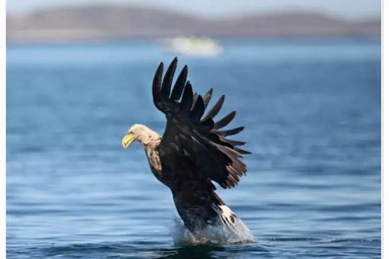 Information sought following discovery of dead White-tailed Eagle in Cavan