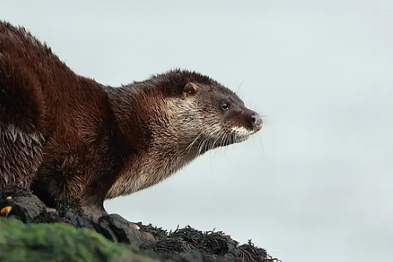 People across the region asked to take part in otter survey