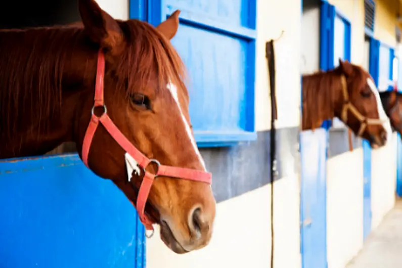 Over &euro;200,000 allocated to local animal welfare centres