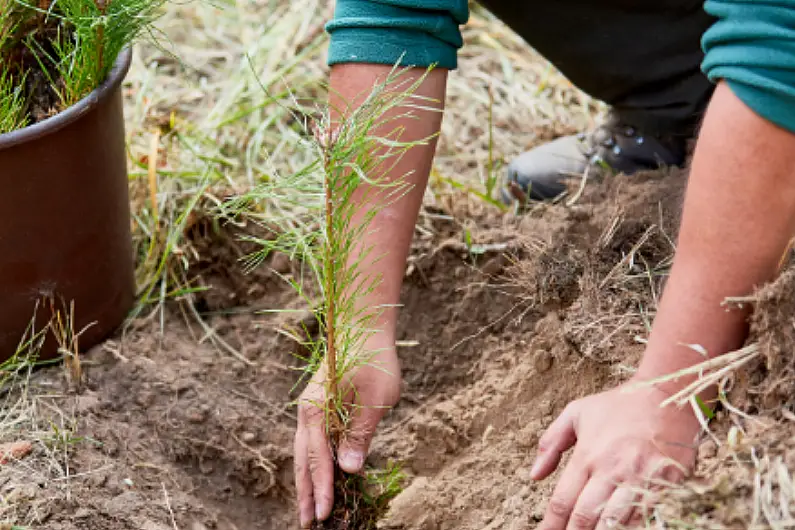 Over &euro;8 million paid out in Forestry Scheme Payments locally