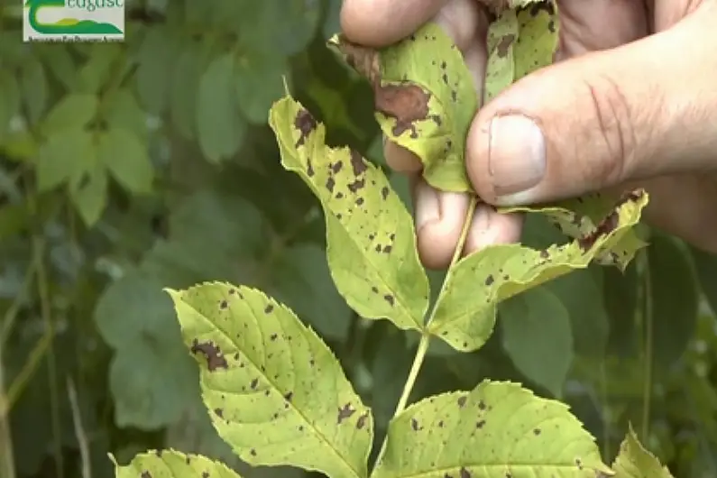 Leitrim Councillor calls for use of ash dieback timber as sustainable fuel