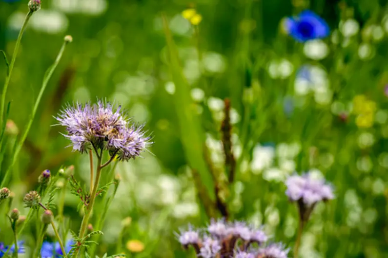 Over &euro;100,000 euro in funding allocated for local biodiversity projects