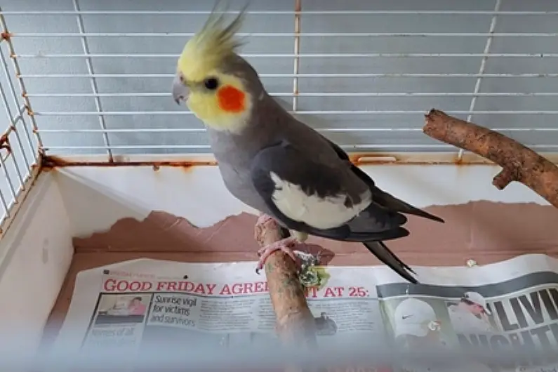 Owners sought after pet Cockatiel found in Longford Garden