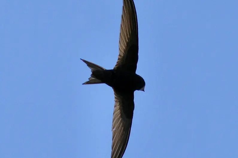 A Longford wildlife enthusiast appeals for people to help swifts breed successfully