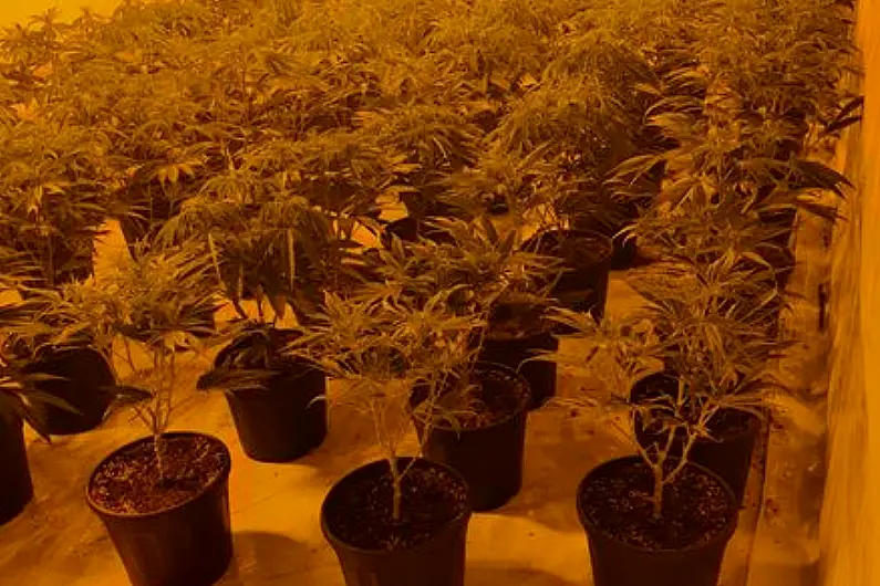 Significant seizure of cannabis plants in east Galway town