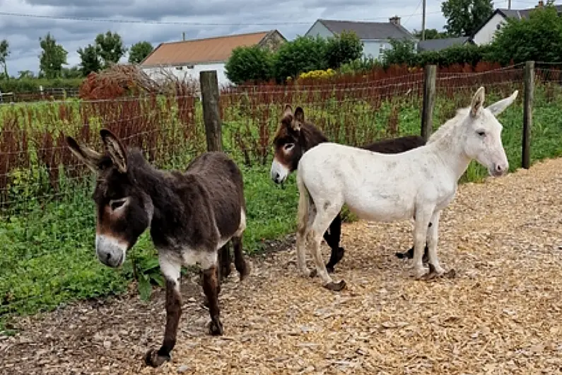 Longford equine rescue hosts regional vet training session