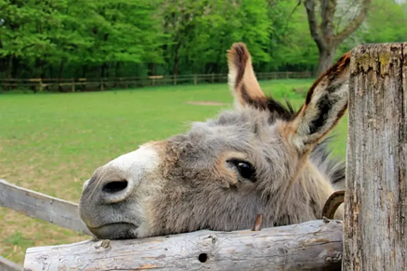 Local animal welfare volunteers temporarily stranded in Germany