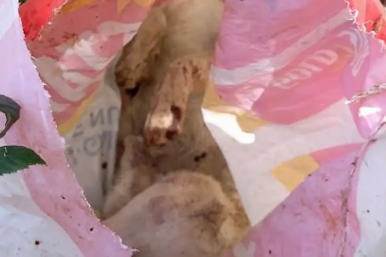 GRAPHIC: Leitrim charity horrified by callous dumping of dead dog by canal