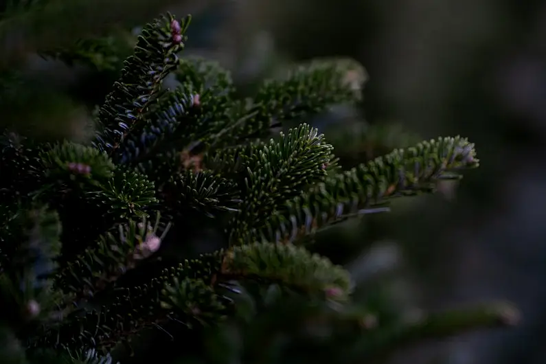 People in Longford can dispose of their real Christmas tree for free