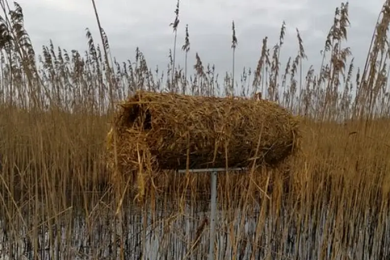 New project hopes to increase number of ducks on Lough Ree