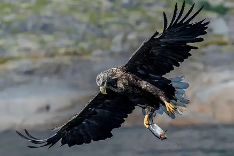 Rare protected species of eagle found dead in Roscommon