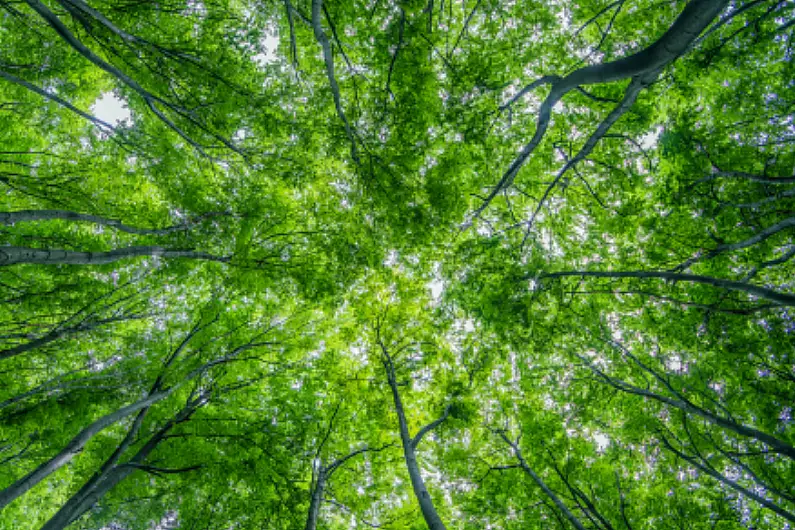 Coillte confirms small felling works at north Roscommon forest