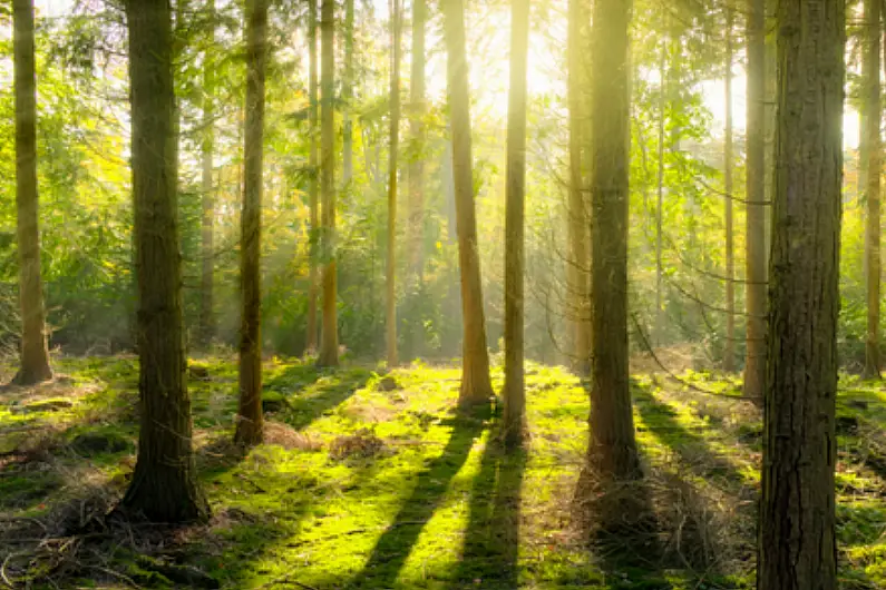 D&aacute;il protest over forestry deal takes place today