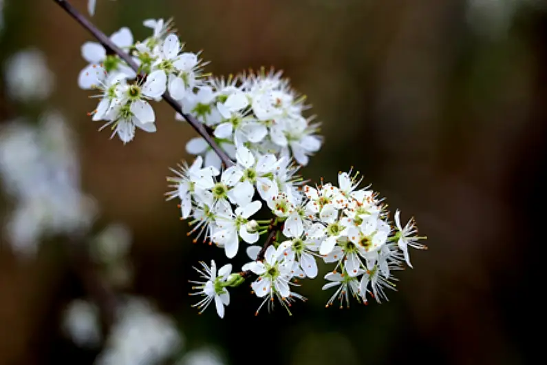 Leitrim Pride to hold special tree planting ceremony in Drumshanbo