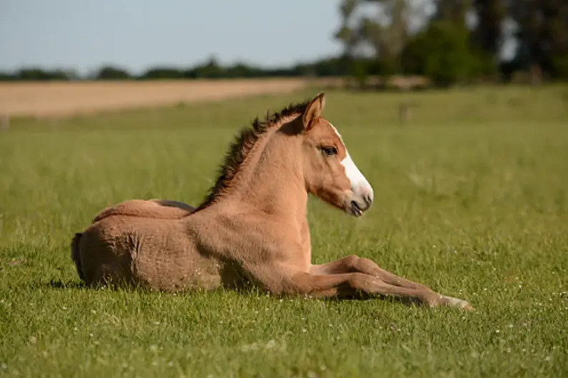 17 horses seized by Department of Agriculture locally last year