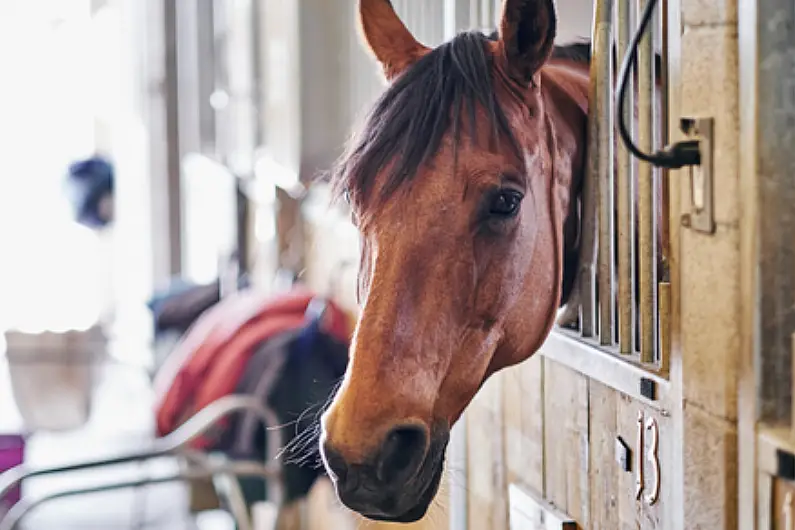 Large reduction in number of horses seized locally in 2022