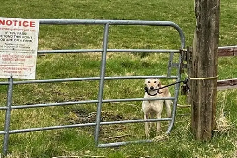 ISPCA issue appeal as dog found abandoned outside Kenagh centre